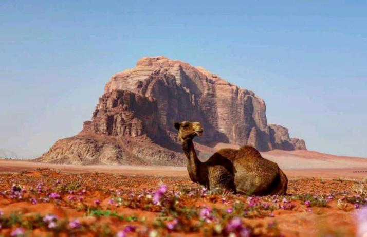 Wadi Rum Bedouin Time Zewnętrze zdjęcie